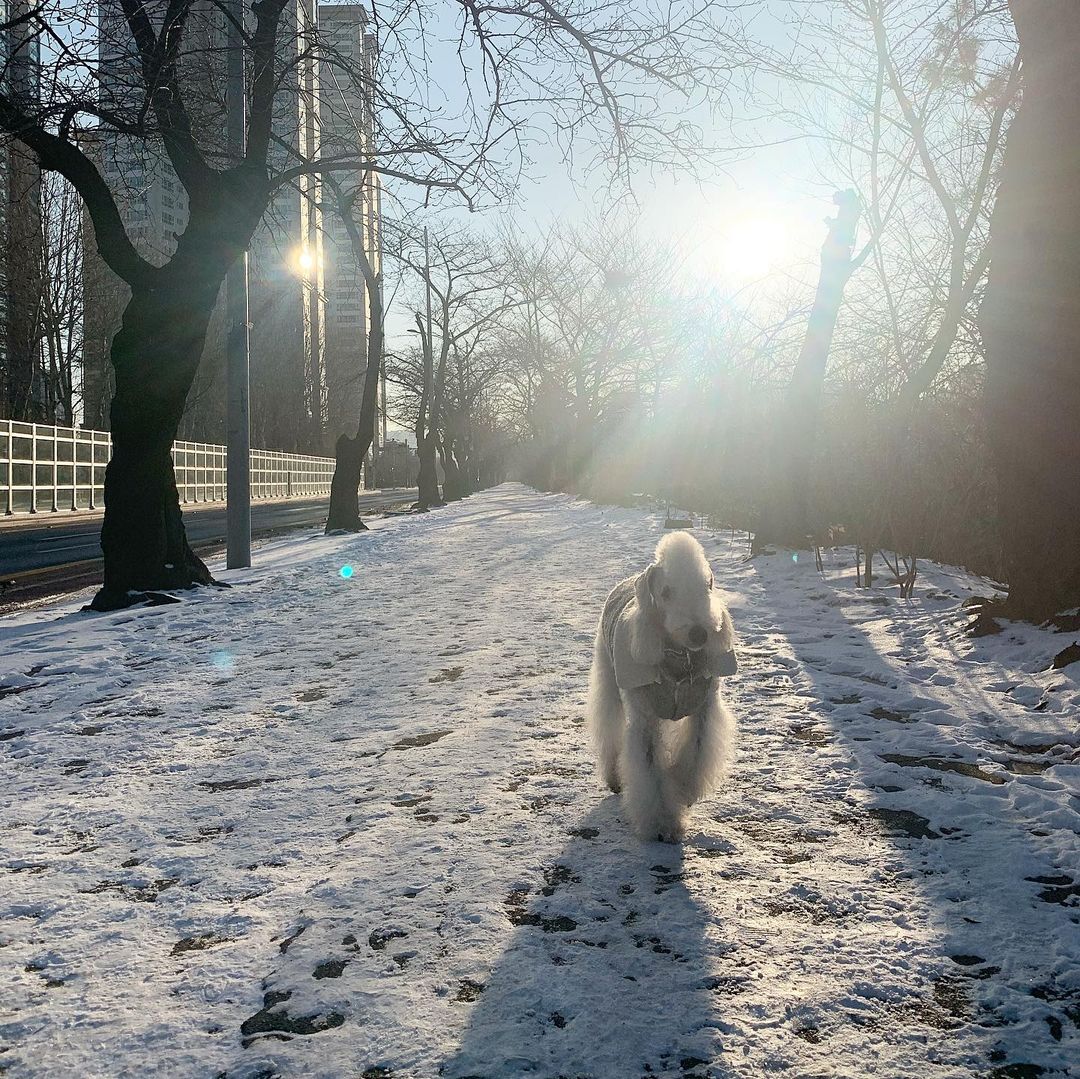 15 Amazing Facts About Bedlington Terriers You Probably Never Knew 11