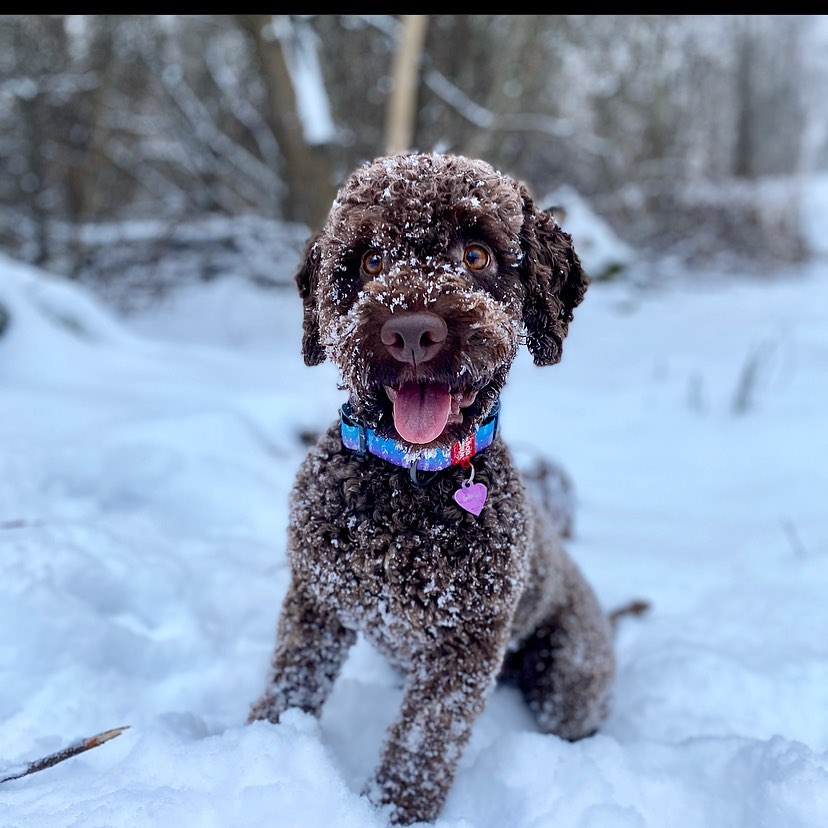 15 Cool Facts About Lagotto Romagnolo Dogs 10 15 Cool Facts About Lagotto Romagnolo Dogs 10