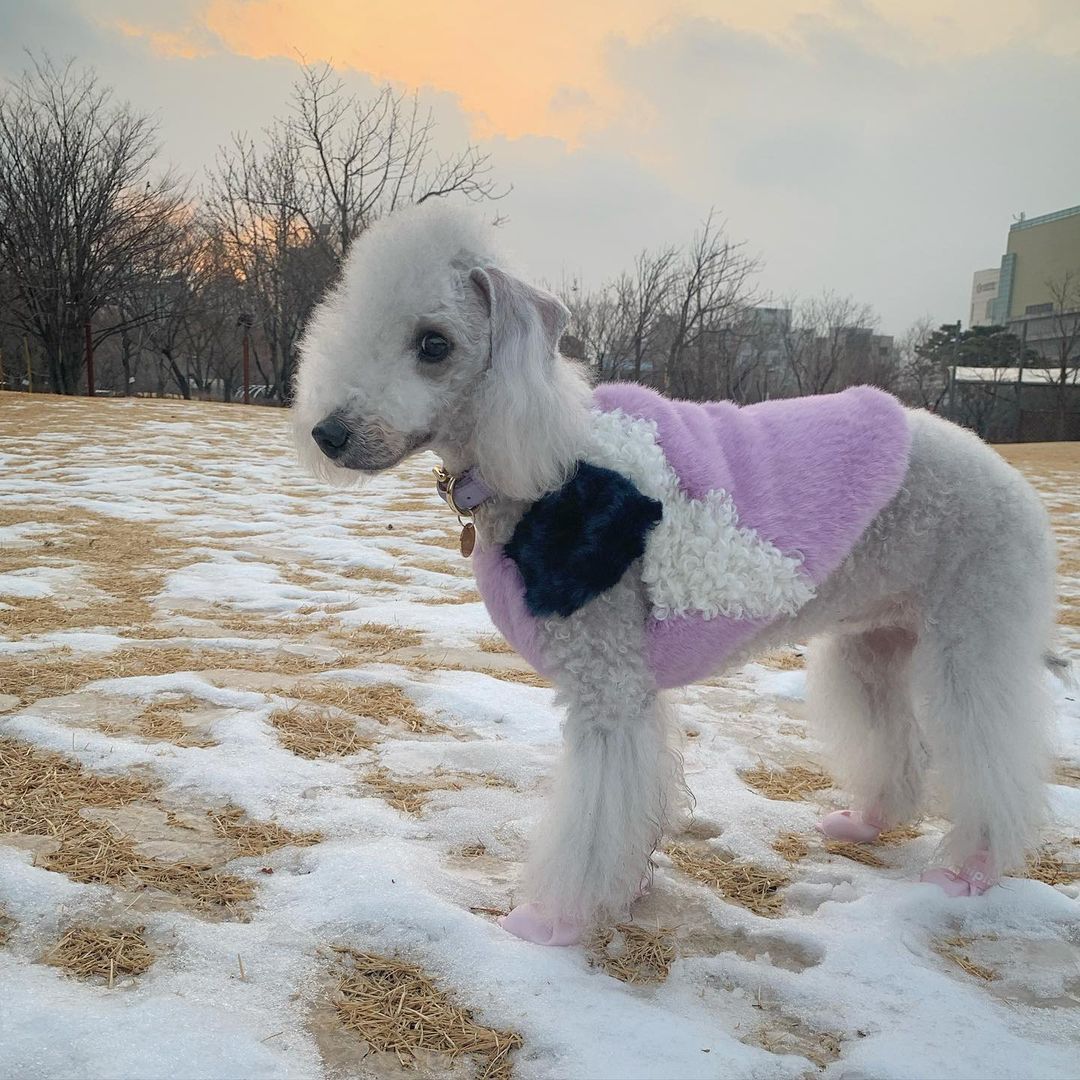 15 Amazing Facts About Bedlington Terriers You Probably Never Knew 9
