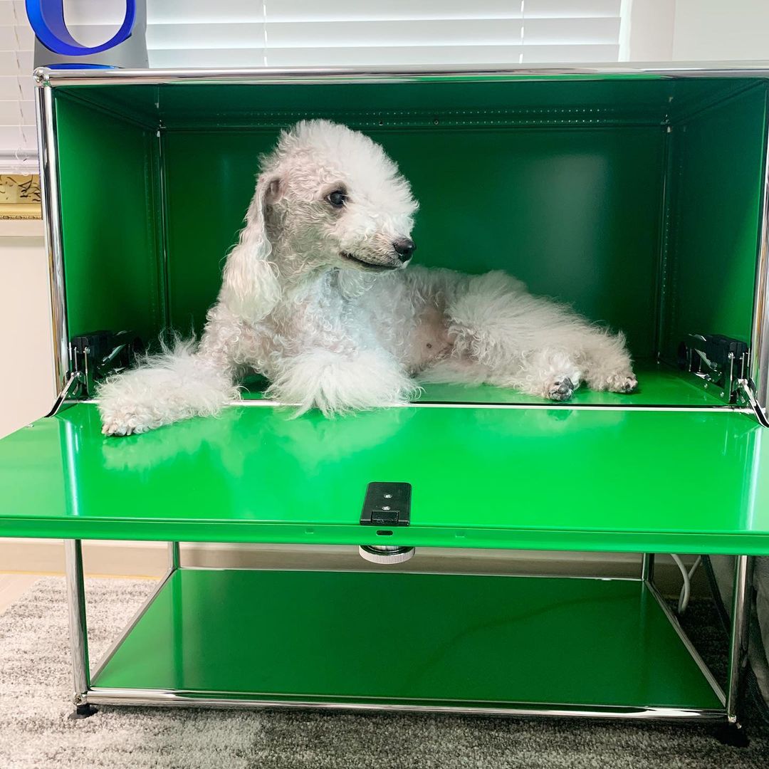 15 Amazing Facts About Bedlington Terriers You Probably Never Knew 10