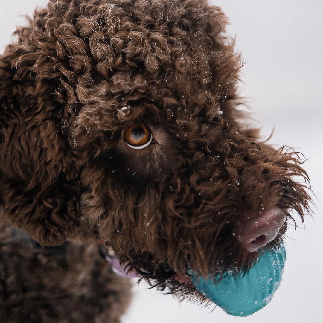 15 Cool Facts About Lagotto Romagnolo Dogs 9 15 Cool Facts About Lagotto Romagnolo Dogs 9