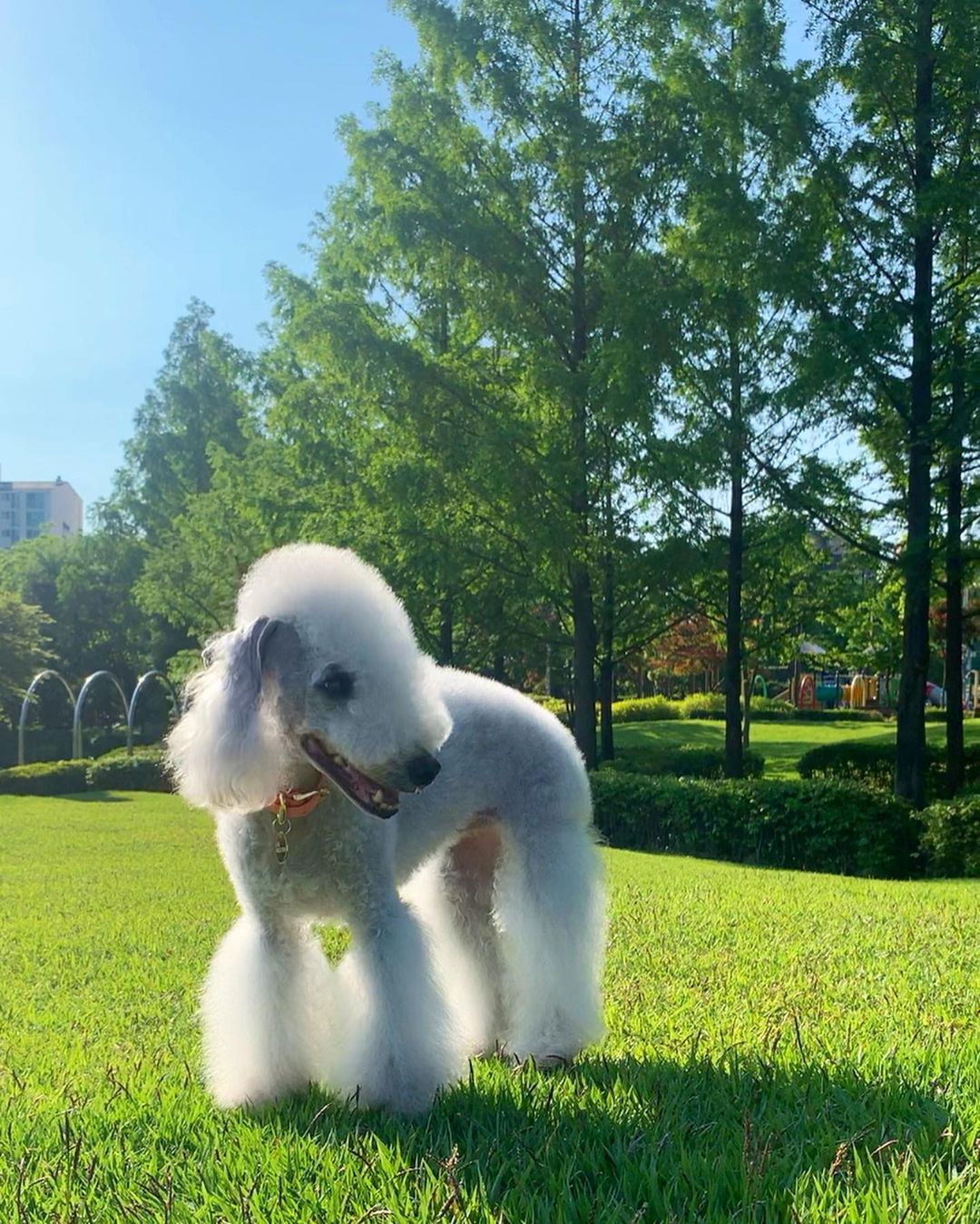 15 Amazing Facts About Bedlington Terriers You Probably Never Knew 11