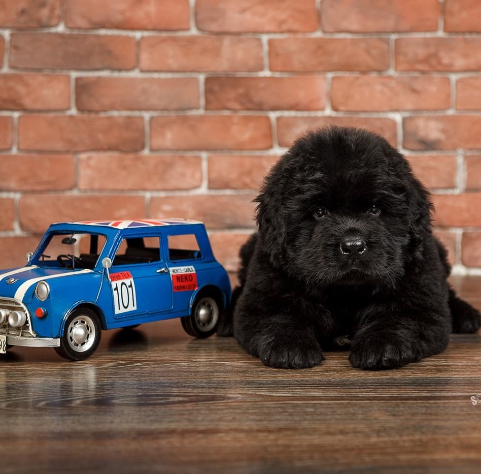 15 Amazing Facts About Newfoundland Dogs You Probably Never Knew 7
