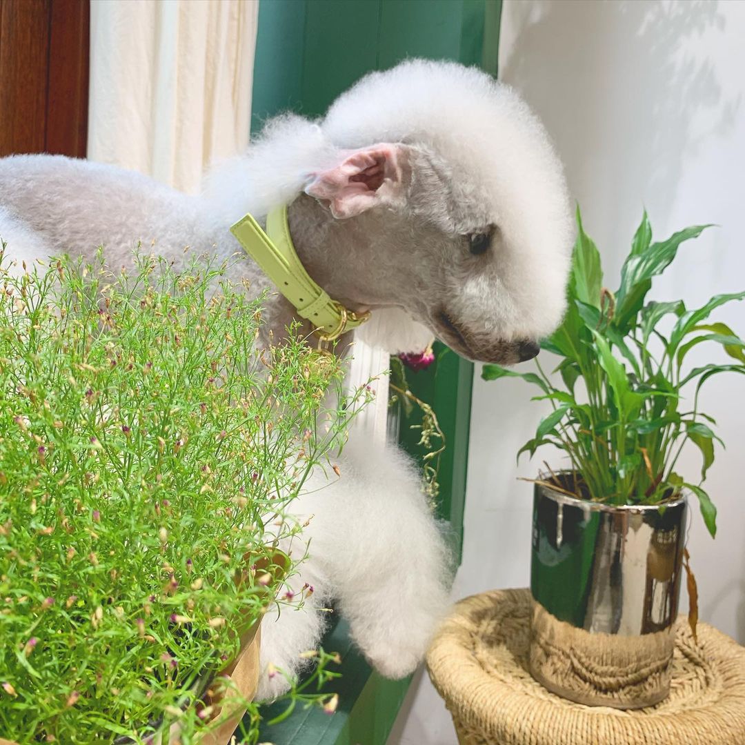 15 Amazing Facts About Bedlington Terriers You Probably Never Knew 9
