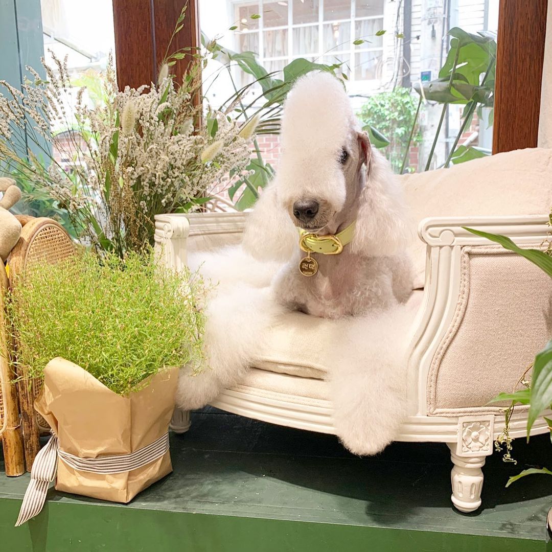 15 Amazing Facts About Bedlington Terriers You Probably Never Knew 10