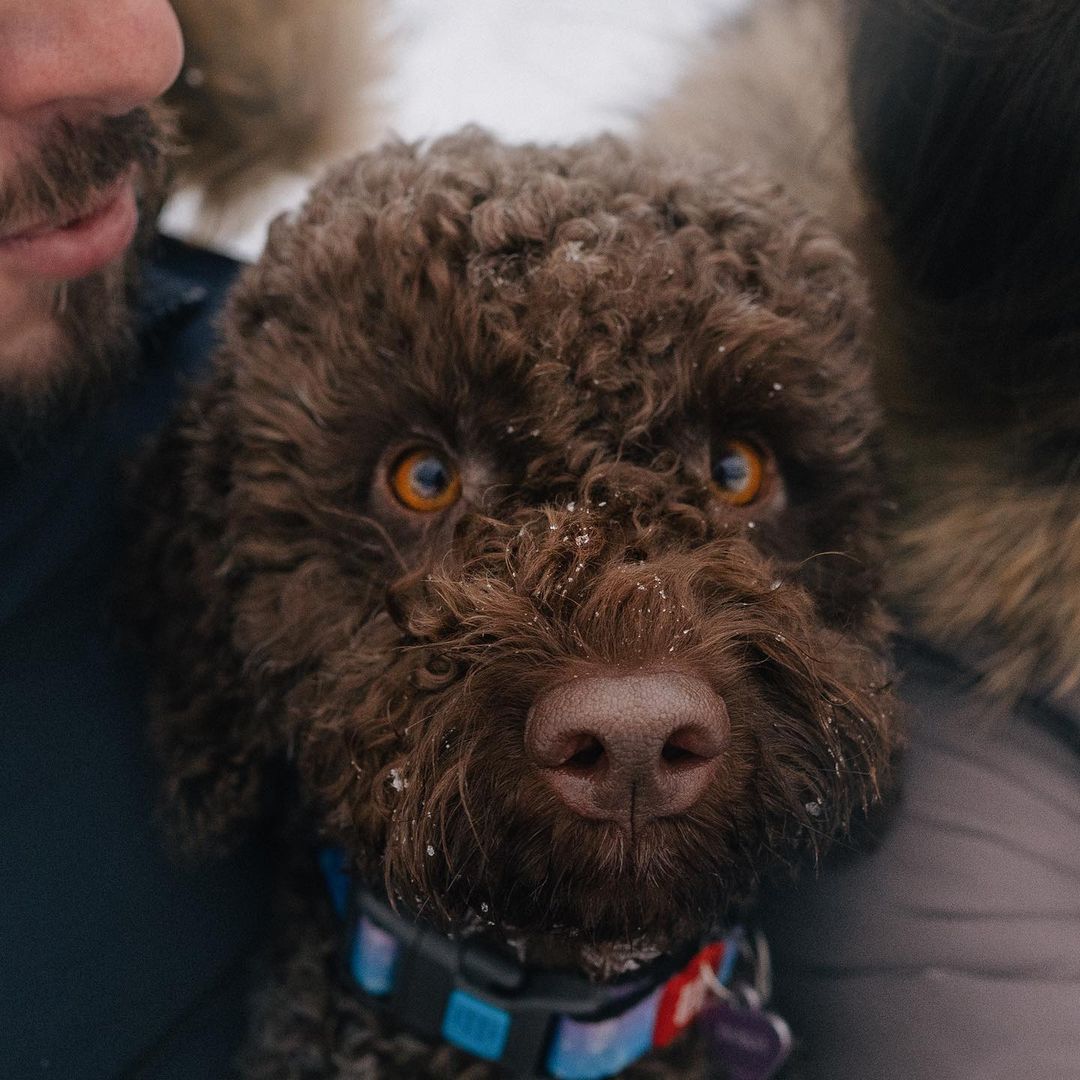 15 Cool Facts About Lagotto Romagnolo Dogs 9