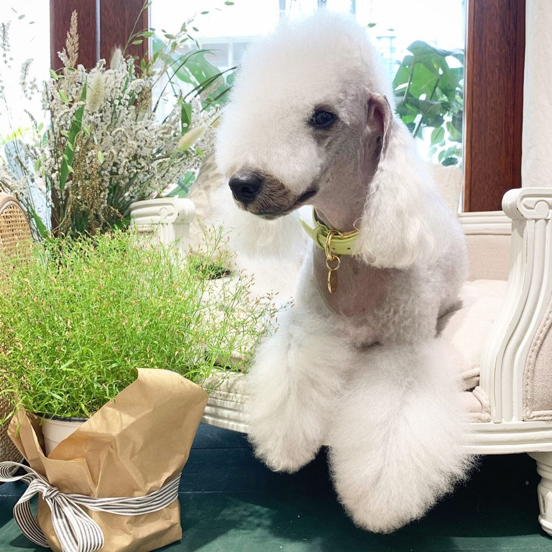 15 Amazing Facts About Bedlington Terriers You Probably Never Knew 11