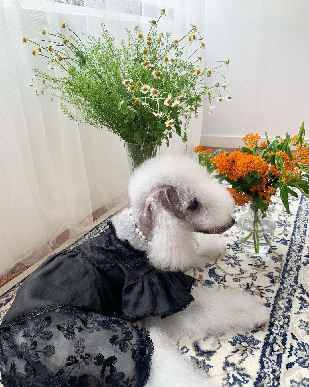 15 Amazing Facts About Bedlington Terriers You Probably Never Knew 9