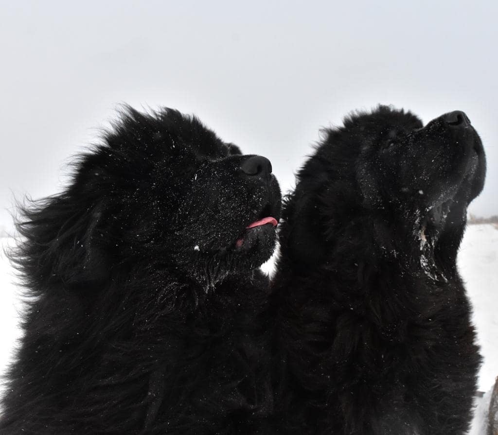 15 Amazing Facts About Newfoundland Dogs You Probably Never Knew 8