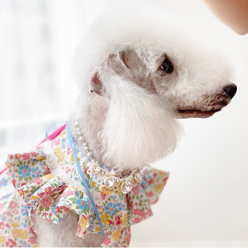 15 Amazing Facts About Bedlington Terriers You Probably Never Knew 10