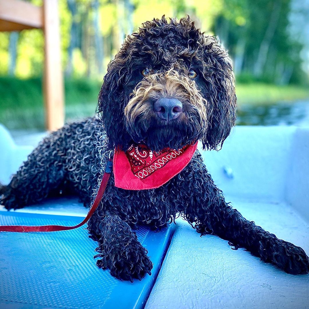 15 Interesting Facts About the Lagotto Romagnolo Dogs 10