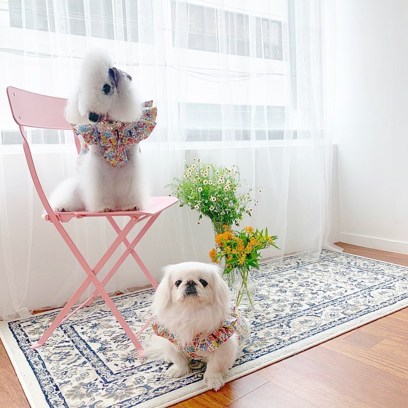 15 Amazing Facts About Bedlington Terriers You Probably Never Knew 11