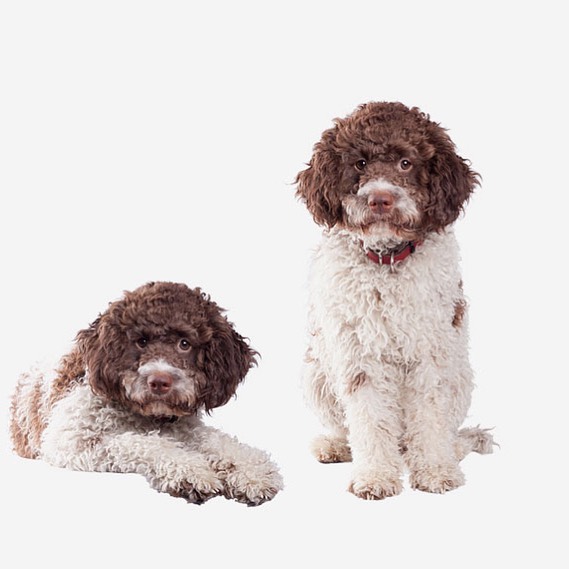 15 Interesting Facts About the Lagotto Romagnolo Dogs 11