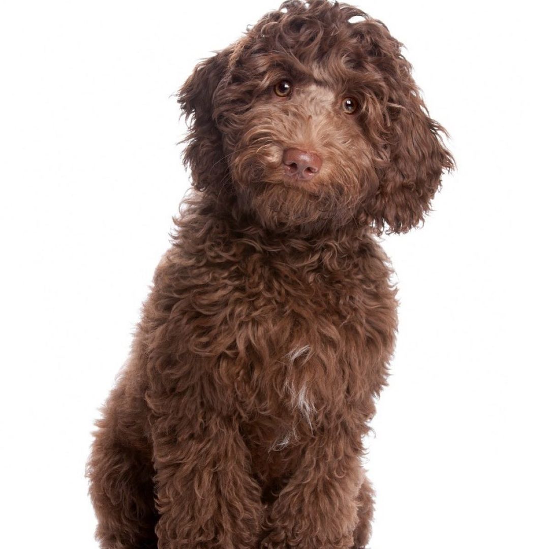 15 Amazing Facts About Lagotto Romagnolo Dogs You Probably Never Knew 11