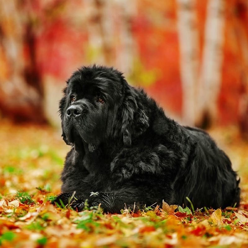 16 Cool Facts About Newfoundlands 11 16 Cool Facts About Newfoundlands 11