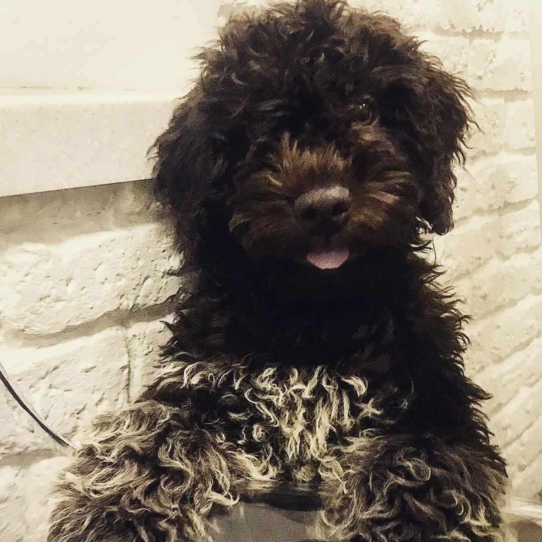 15 Interesting Facts About the Lagotto Romagnolo Dogs 9