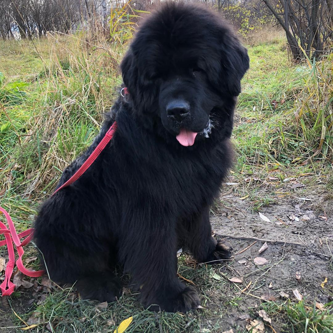 16 Cool Facts About Newfoundlands 9