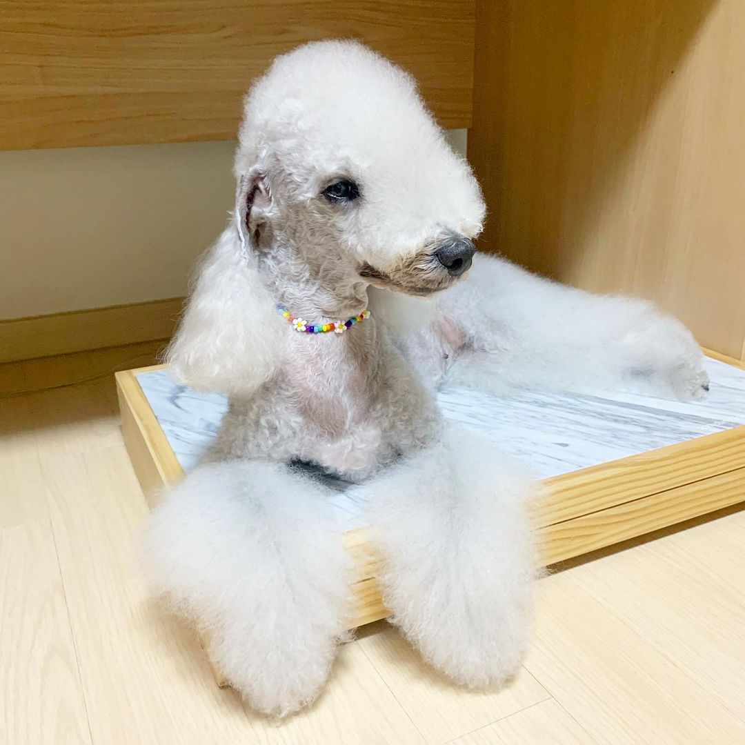 15 Interesting Facts About Bedlington Terriers 9