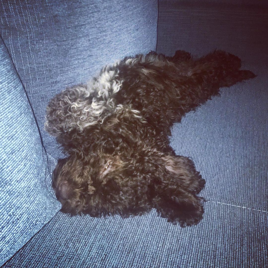 15 Interesting Facts About the Lagotto Romagnolo Dogs 10 15 Interesting Facts About the Lagotto Romagnolo Dogs 10