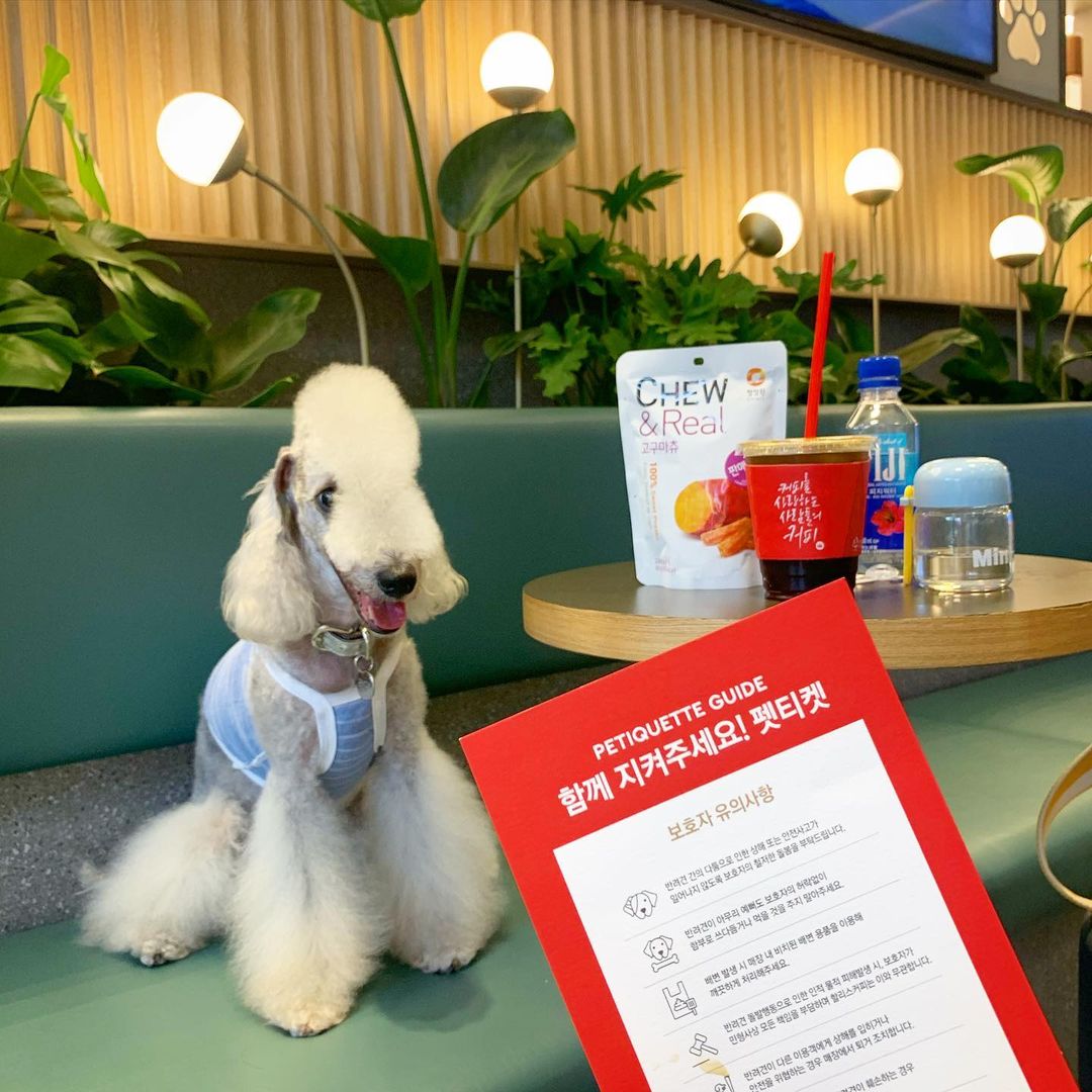 15 Interesting Facts About Bedlington Terriers 10