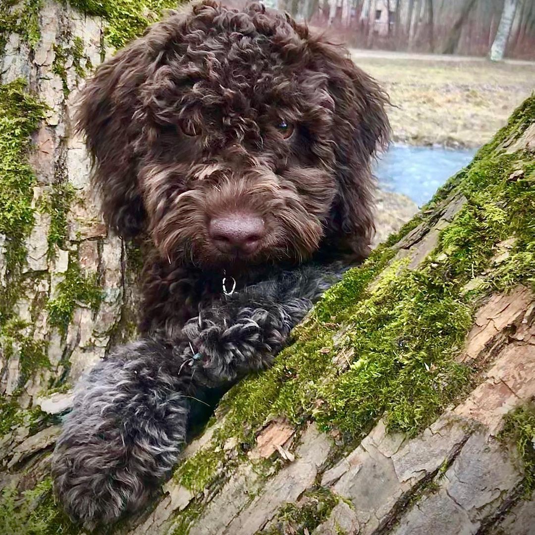15 Amazing Facts About Lagotto Romagnolo Dogs You Probably Never Knew 10