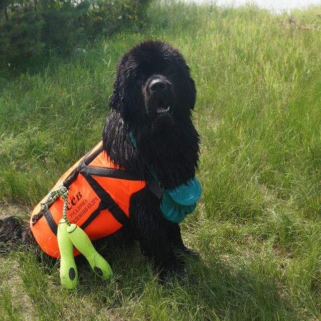 16 Cool Facts About Newfoundlands 11