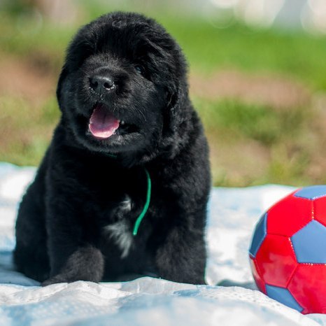 16 Cool Facts About Newfoundlands 9