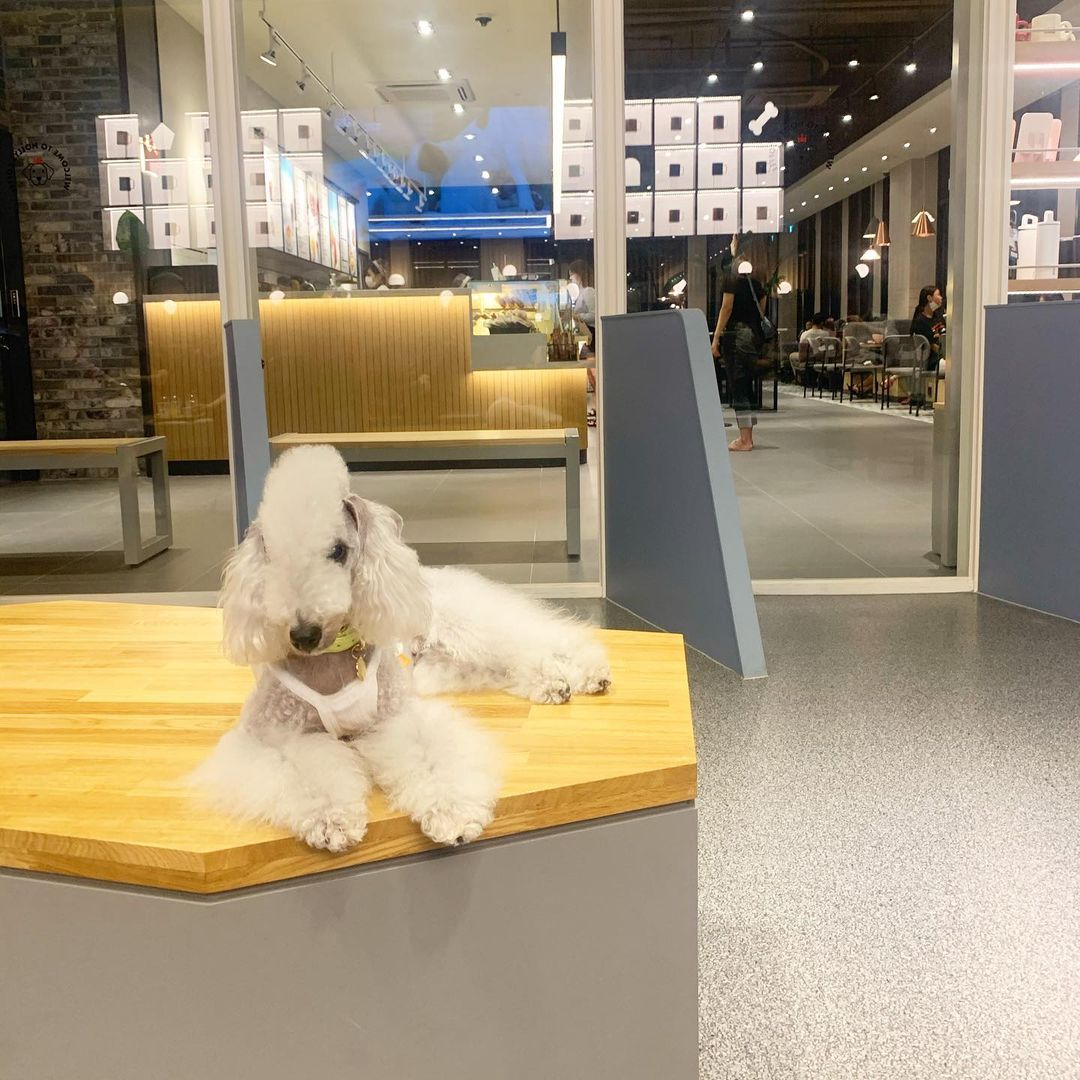 15 Interesting Facts About Bedlington Terriers 9