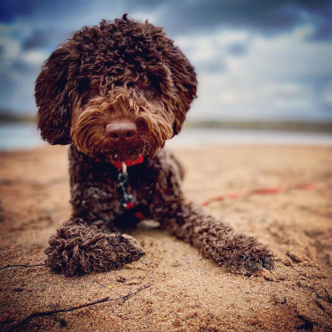 15 Amazing Facts About Lagotto Romagnolo Dogs You Probably Never Knew 9