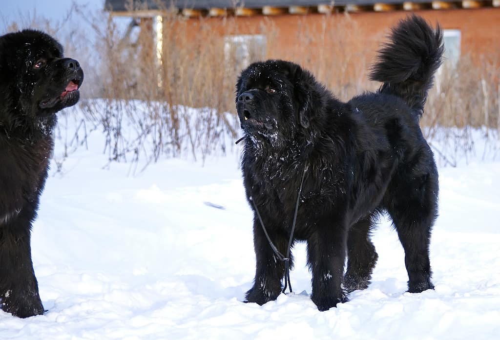 16 Cool Facts About Newfoundlands 10