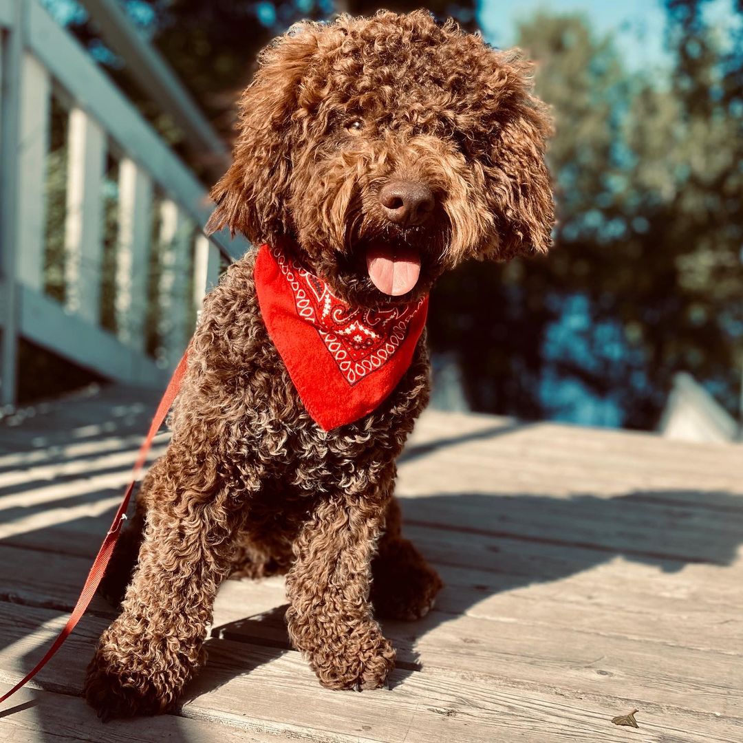 15 Interesting Facts About the Lagotto Romagnolo Dogs 10