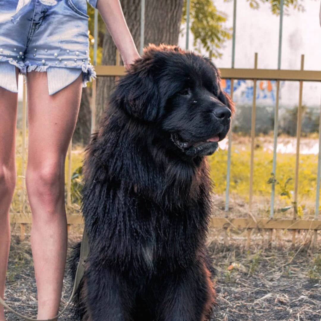 15 Interesting Facts About Newfoundlands 9