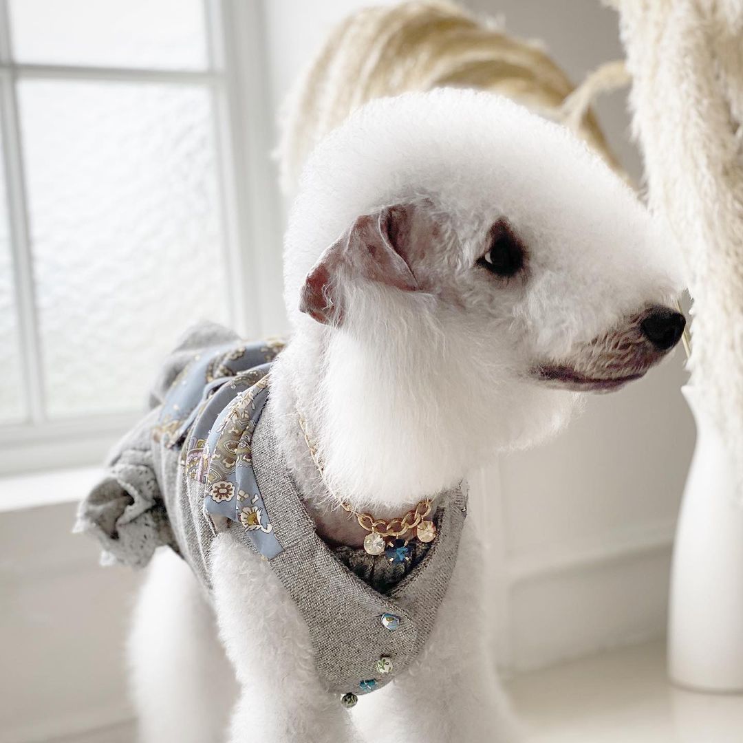 15 Cool Facts About Bedlington Terriers 9