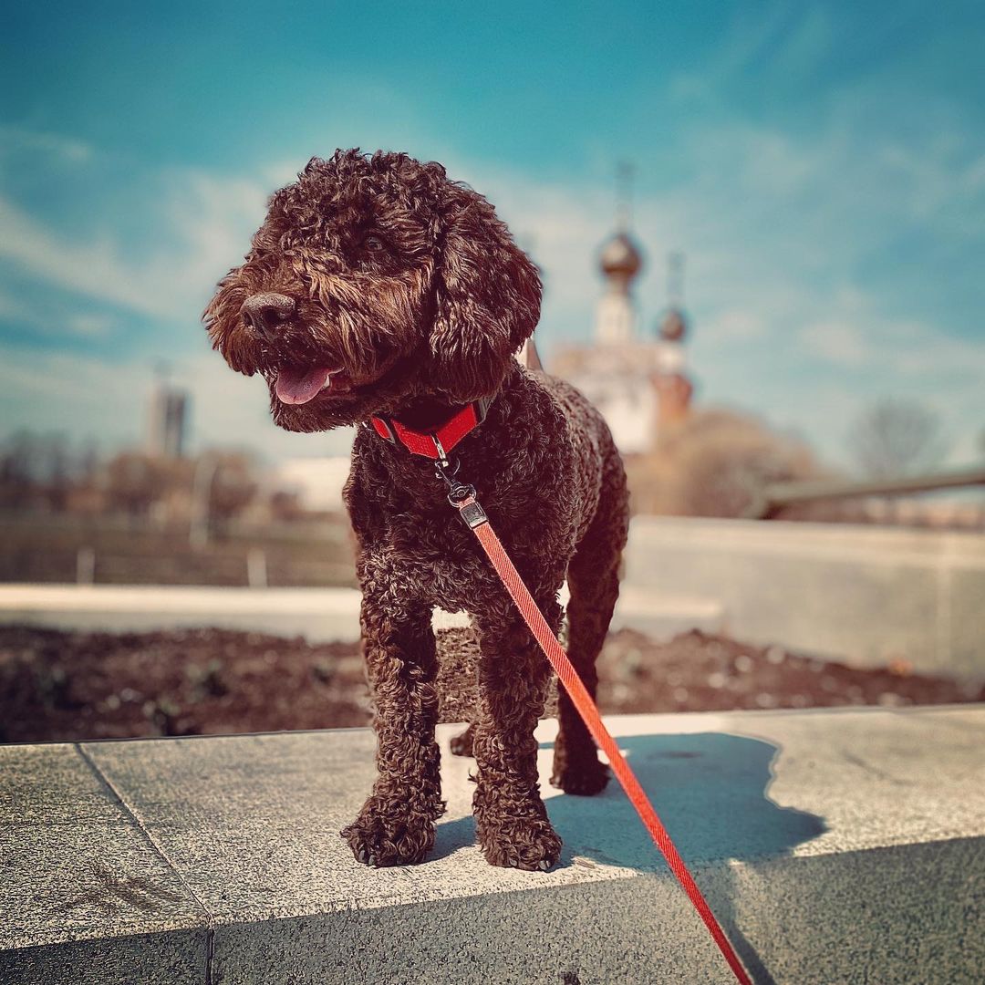 15 Amazing Facts About Lagotto Romagnolo Dogs You Probably Never Knew 10