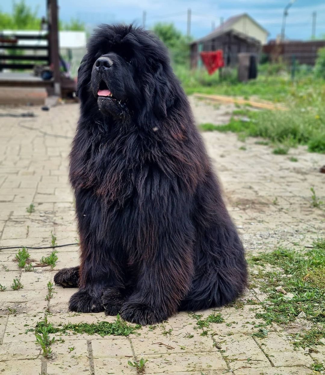 16 Cool Facts About Newfoundlands 9