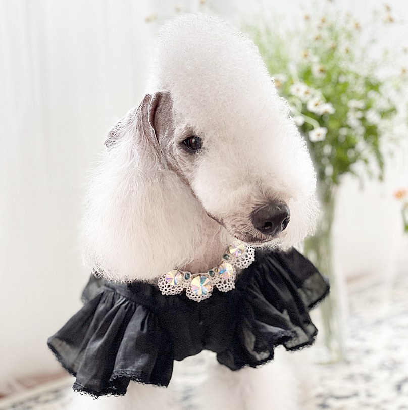 15 Interesting Facts About Bedlington Terriers 9