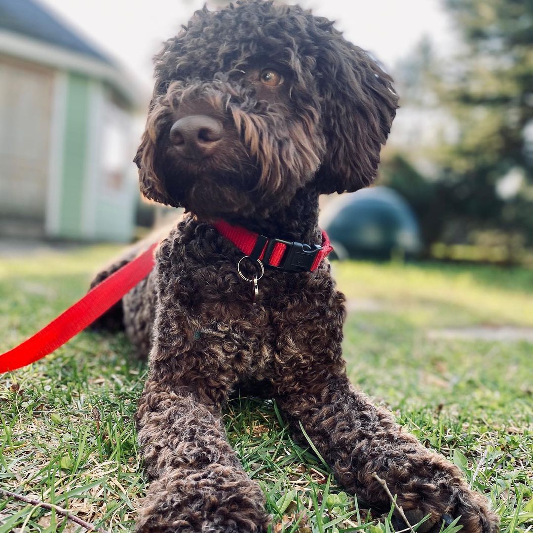 15 Amazing Facts About Lagotto Romagnolo Dogs You Probably Never Knew 9