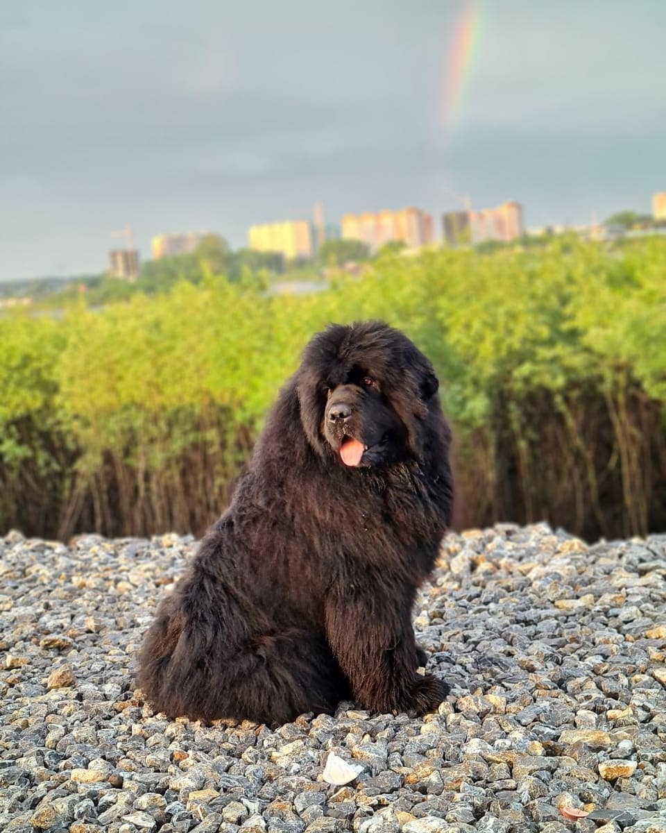 16 Cool Facts About Newfoundlands 10