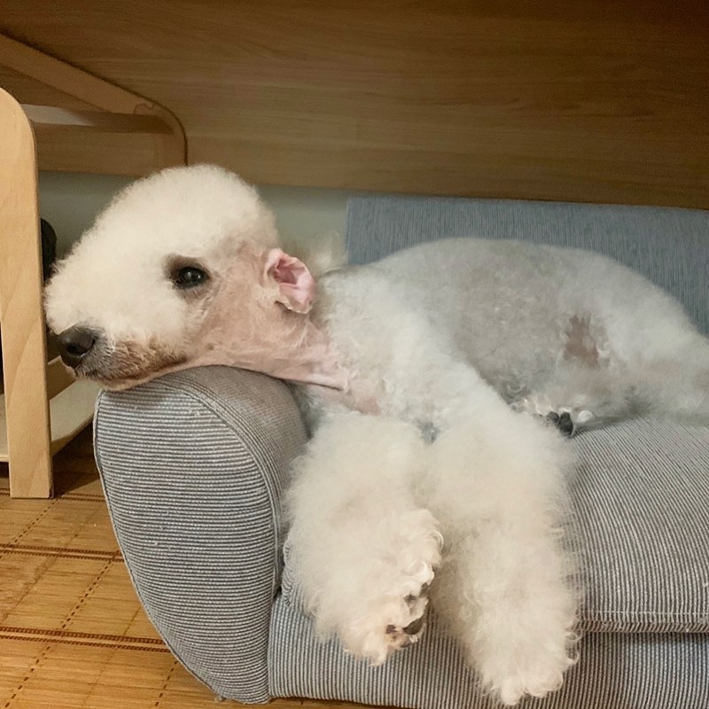 15 Interesting Facts About Bedlington Terriers 10