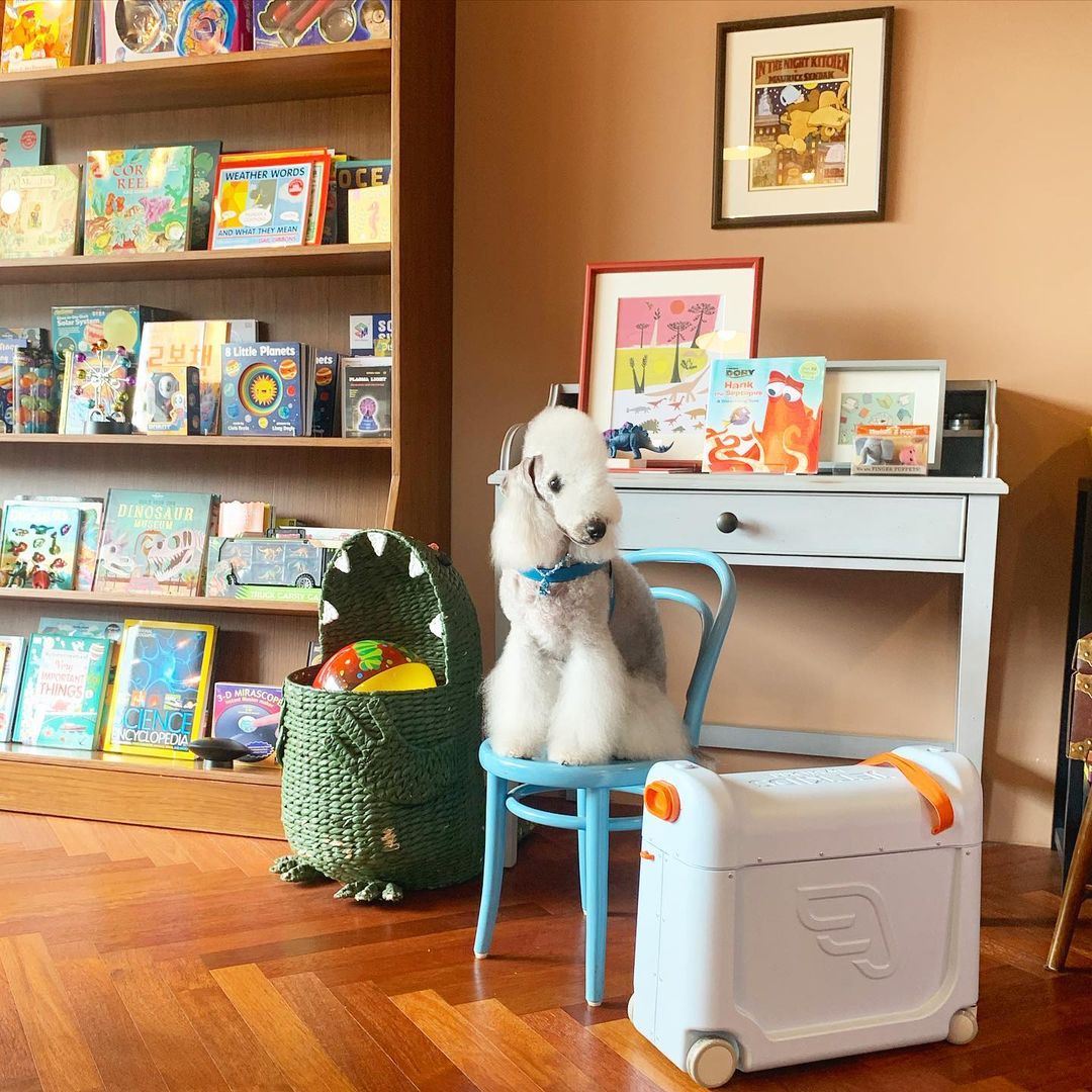 15 Interesting Facts About Bedlington Terriers 11