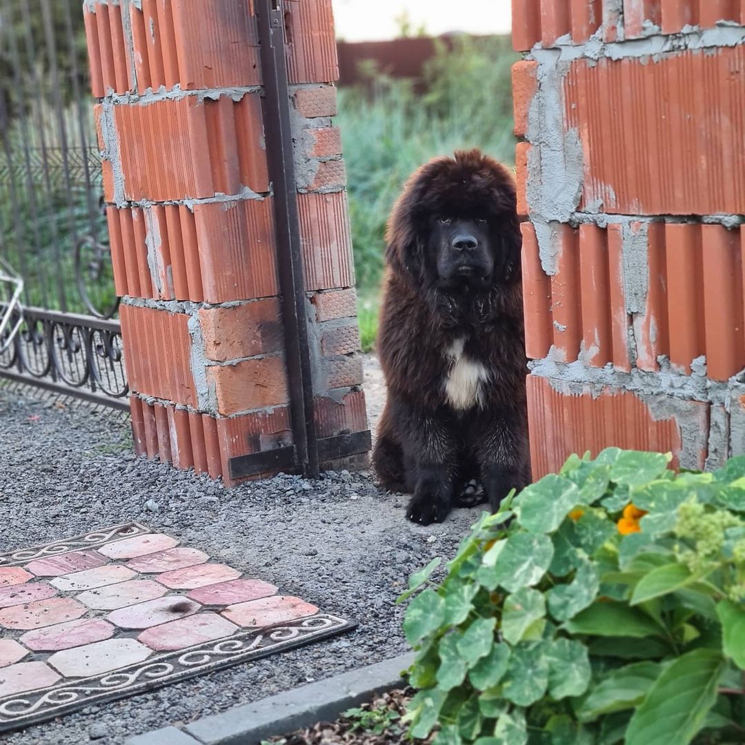 16 Cool Facts About Newfoundlands 9