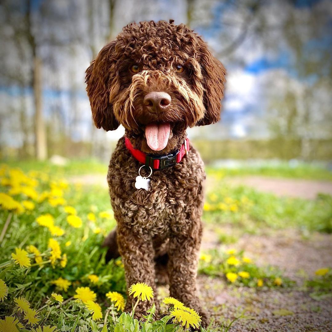 15 Cool Facts About Lagotto Romagnolo Dogs 9