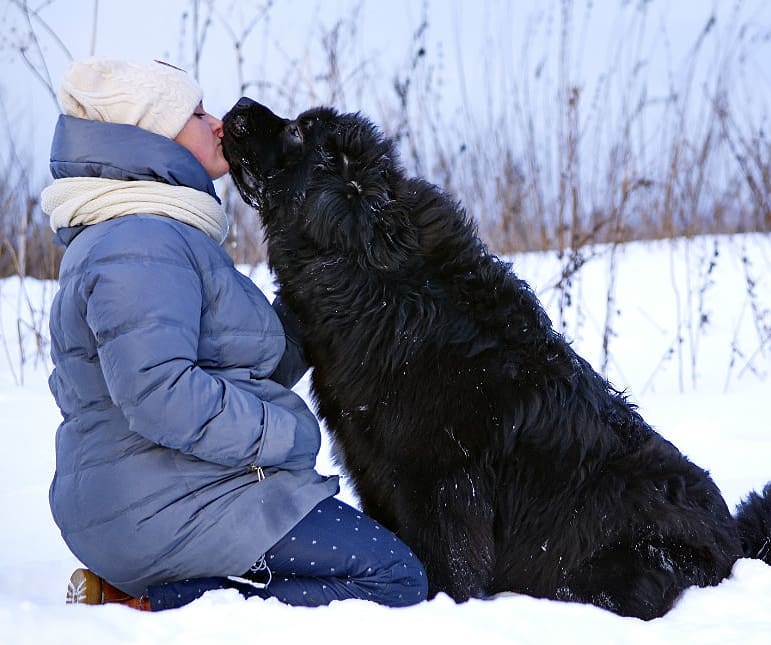 16 Cool Facts About Newfoundlands 10