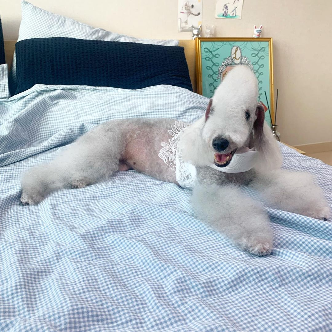 15 Interesting Facts About Bedlington Terriers 9