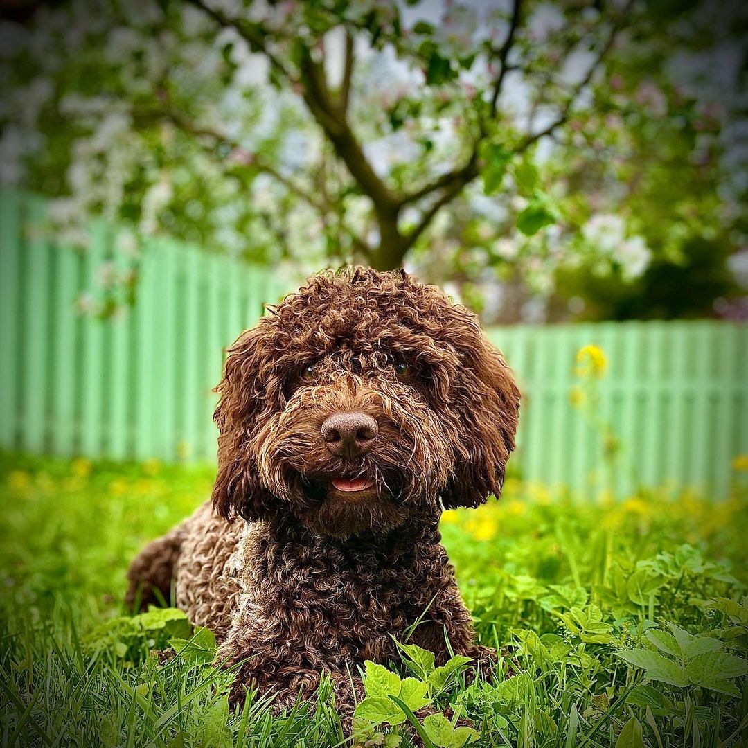 15 Cool Facts About Lagotto Romagnolo Dogs 10