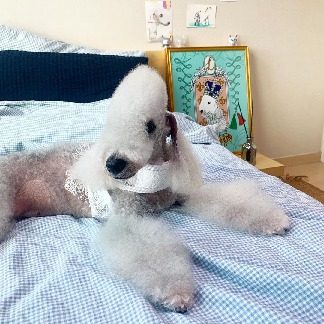 15 Interesting Facts About Bedlington Terriers 10