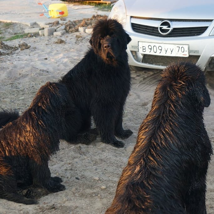 16 Cool Facts About Newfoundlands 5
