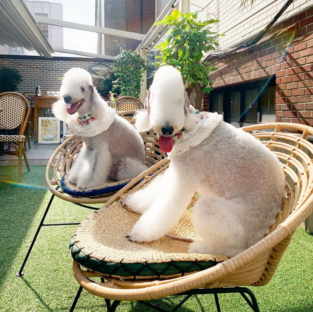 15 Interesting Facts About Bedlington Terriers 11