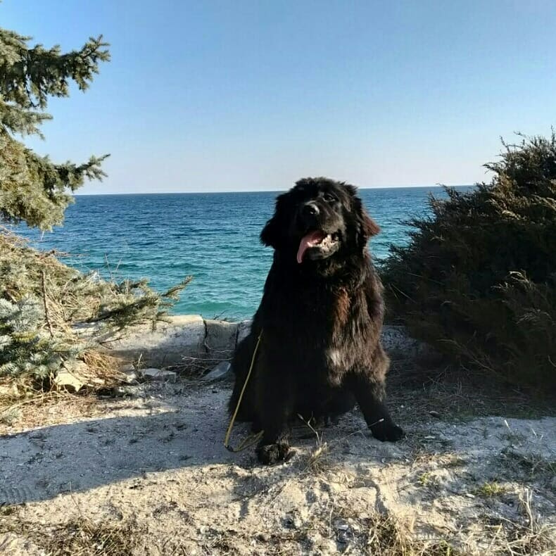 15 Interesting Facts About Newfoundlands 10