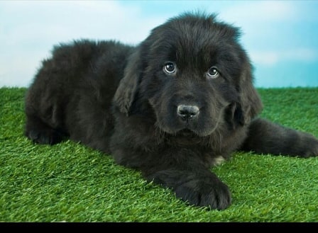 15 Interesting Facts About Newfoundlands 10